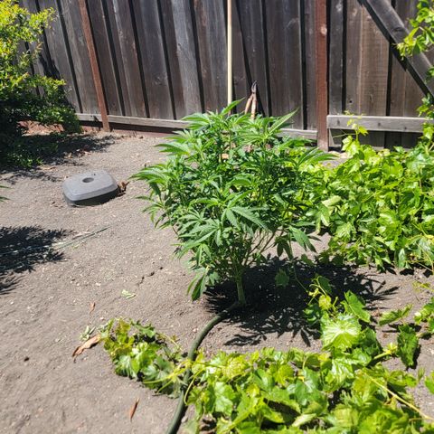 005: "Azul" growlog timeline photo