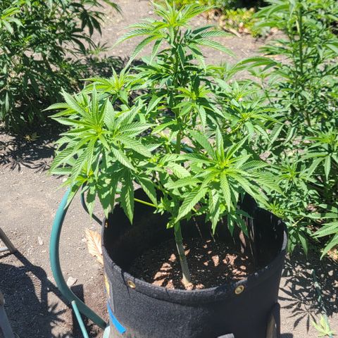 007: "Hella Jelly P5 #1" or AZUL?? growlog timeline photo