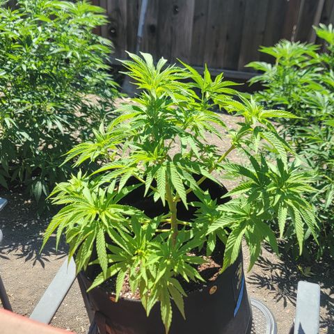 008: "Hella Jelly P5 #2"  growlog timeline photo