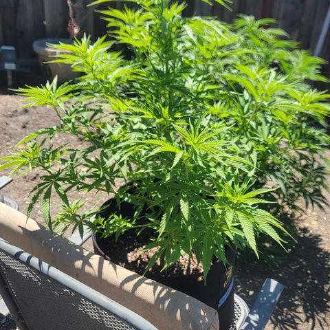 009: "OG Hella Jelly #1" growlog timeline photo
