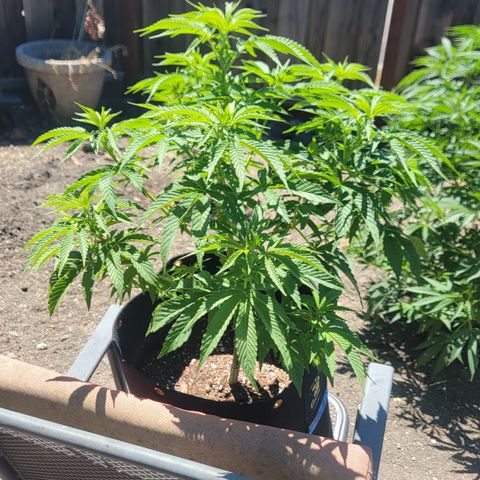 010: "OG Hella Jelly #2" growlog timeline photo