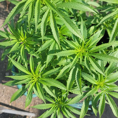 007: "Hella Jelly P5 #1" or AZUL?? growlog photo: Small white pistils forming