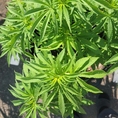 008: "Hella Jelly P5 #2"  growlog photo: No pistils yet