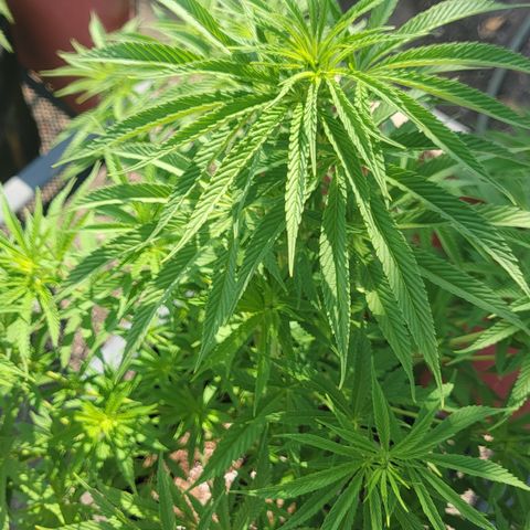 009: "OG Hella Jelly #1" growlog photo: No pistils yet
