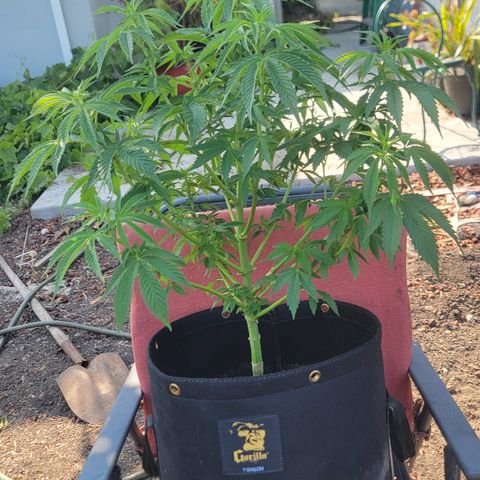 010: "OG Hella Jelly #2" growlog timeline photo