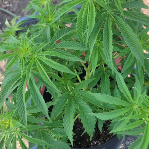 010: "OG Hella Jelly #2" growlog photo: Some leaves damaged