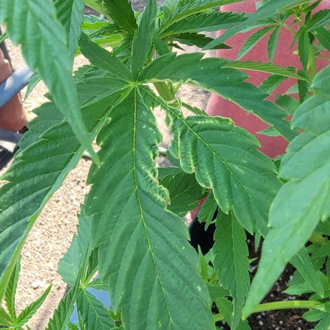 010: "OG Hella Jelly #2" growlog photo: Some leaves damaged
