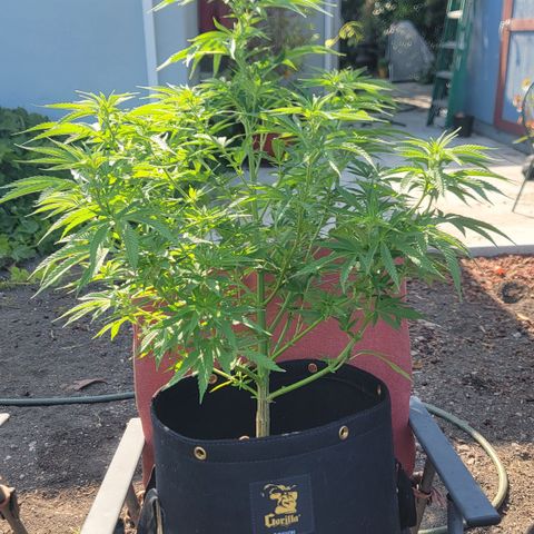 009: "OG Hella Jelly #1" growlog timeline photo