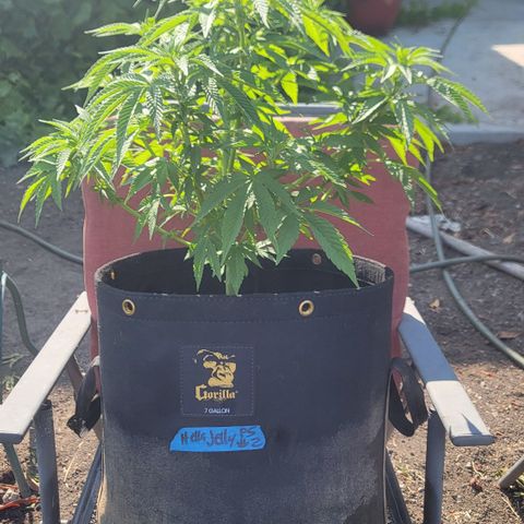 008: "Hella Jelly P5 #2"  growlog timeline photo