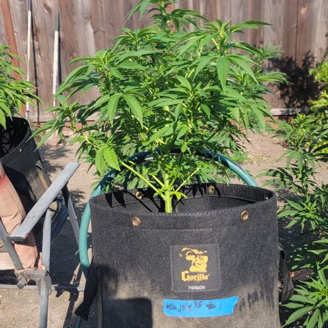 007: "Hella Jelly P5 #1" or AZUL?? growlog timeline photo