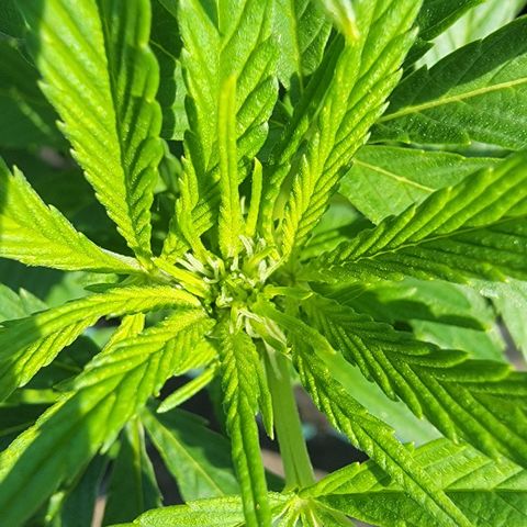 007: "Hella Jelly P5 #1" or AZUL?? growlog timeline photo