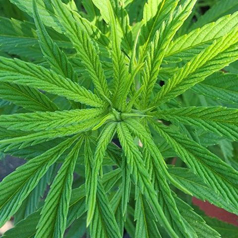 009: "OG Hella Jelly #1" growlog photo: No pistils