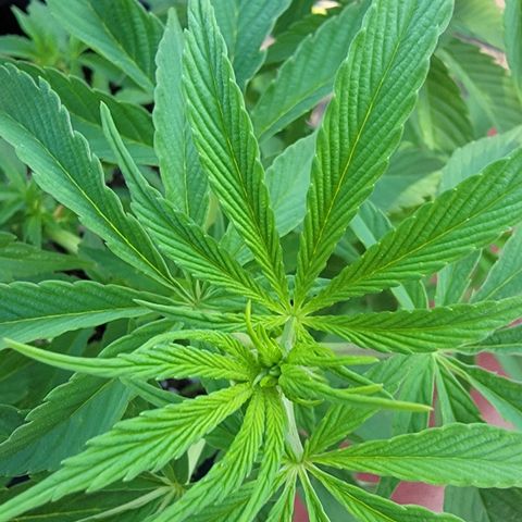 010: "OG Hella Jelly #2" growlog photo: No pistils