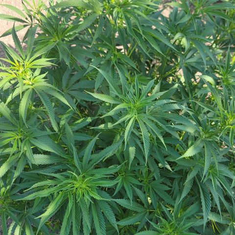 001: "Who Knows" growlog photo: Pistils starting to form
