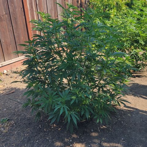 001: "Who Knows" growlog photo: Pistils starting to form