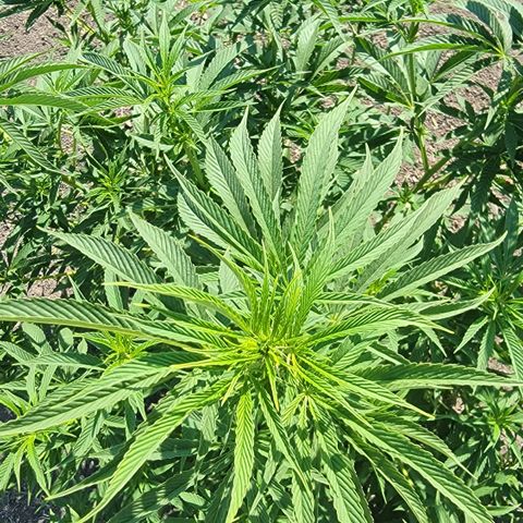 003: "Mike #2 (Right seed)  growlog photo: Slight pistils
