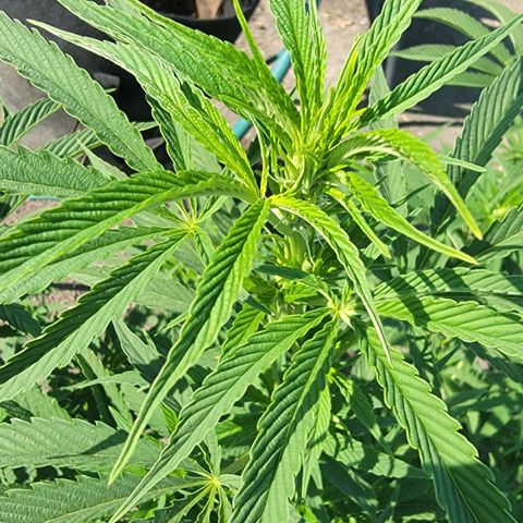 003: "Mike #2 (Right seed)  growlog photo: Slight pistils