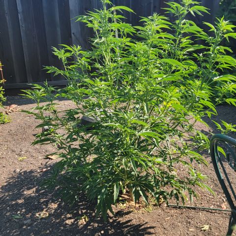 003: "Mike #2 (Right seed)  growlog photo: Slight pistils