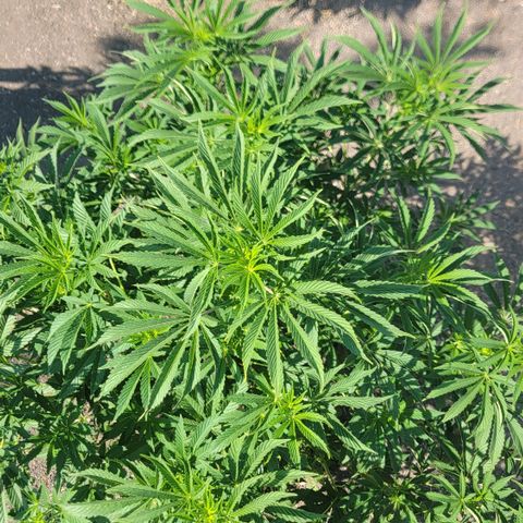 002: "Raul" growlog photo: Hardly any pistils but early signs
