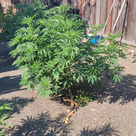 002: "Raul" growlog photo: Hardly any pistils but early signs