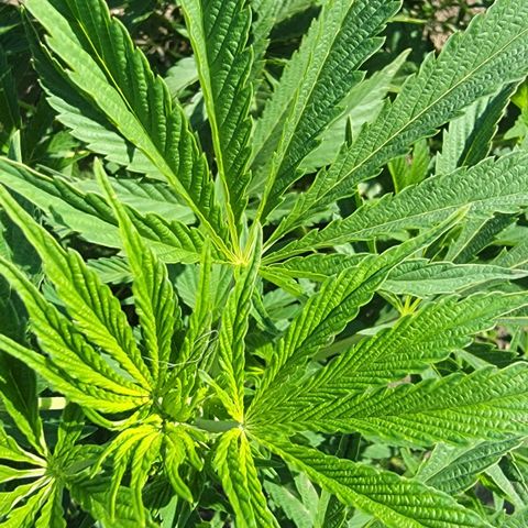 002: "Raul" growlog photo: Hardly any pistils but early signs