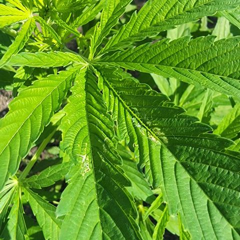 004: "Mike #1 (Left Seed)" growlog photo: No pistils, some leaves damaged