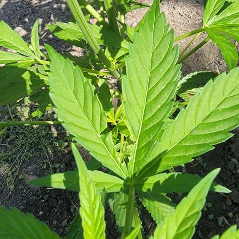 004: "Mike #1 (Left Seed)" growlog photo: No pistils, some leaves damaged