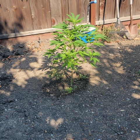 004: "Mike #1 (Left Seed)" growlog photo: No pistils, some leaves damaged