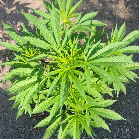004: "Mike #1 (Left Seed)" growlog photo: No pistils, some leaves damaged