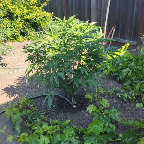 005: "Azul" growlog photo: No pistils, plant grows in tri branches per node