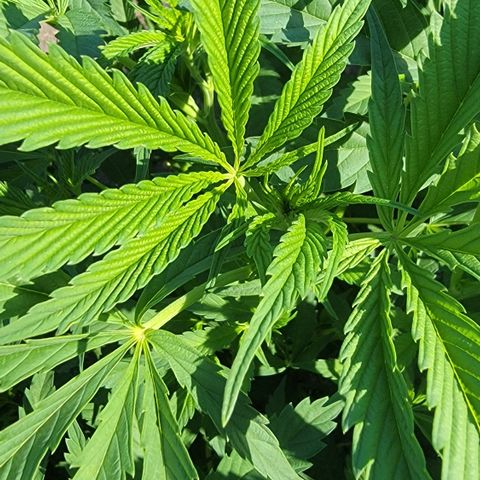 005: "Azul" growlog photo: No pistils, plant grows in tri branches per node