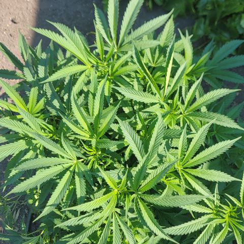 005: "Azul" growlog photo: No pistils, plant grows in tri branches per node
