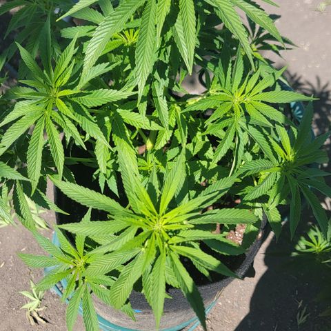 007: "Hella Jelly P5 #1" or AZUL?? growlog timeline photo