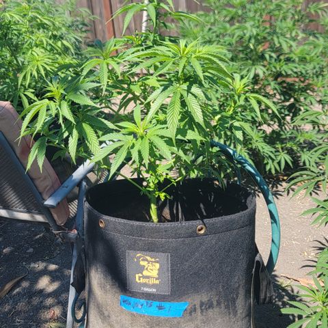 007: "Hella Jelly P5 #1" or AZUL?? growlog timeline photo