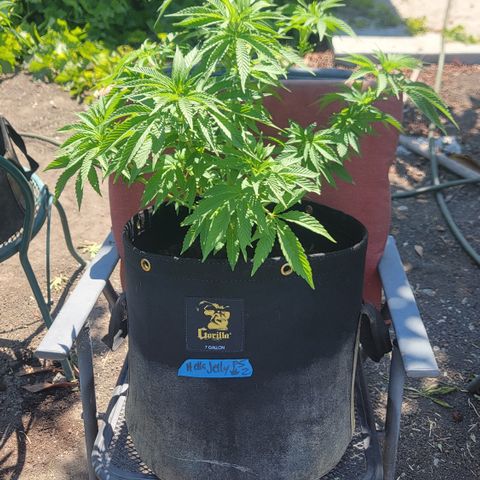 008: "Hella Jelly P5 #2"  growlog timeline photo