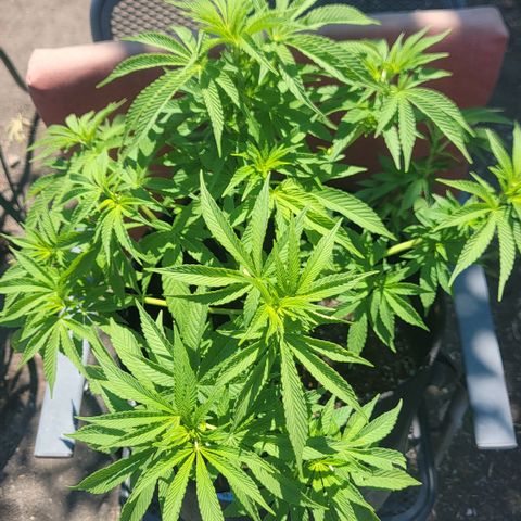 008: "Hella Jelly P5 #2"  growlog timeline photo