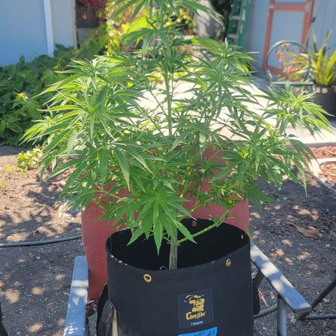009: "OG Hella Jelly #1" growlog timeline photo