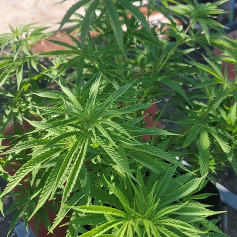 009: "OG Hella Jelly #1" growlog timeline photo