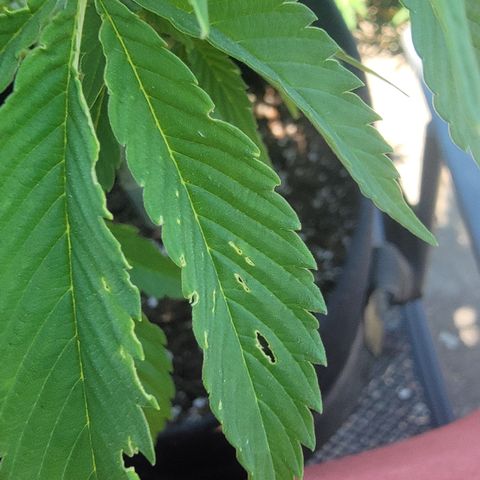 010: "OG Hella Jelly #2" growlog timeline photo