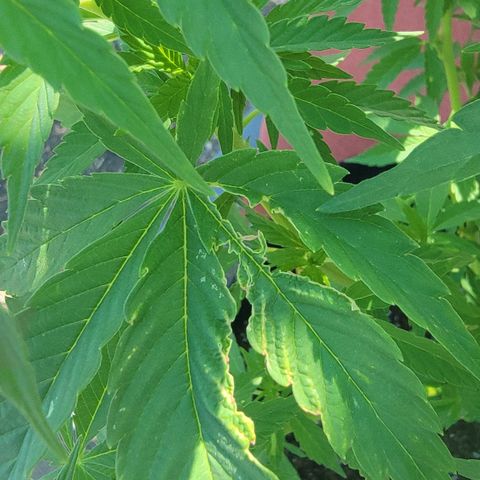 010: "OG Hella Jelly #2" growlog timeline photo