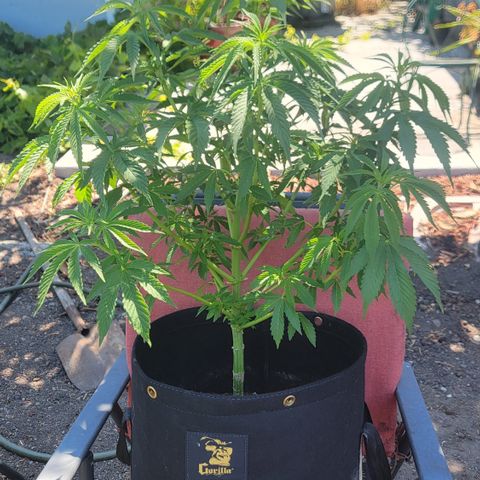 010: "OG Hella Jelly #2" growlog timeline photo