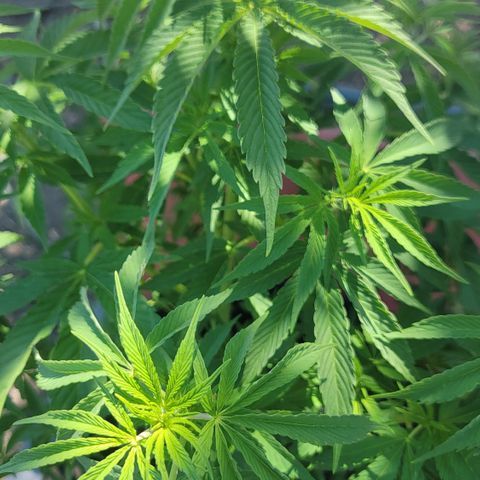 010: "OG Hella Jelly #2" growlog timeline photo