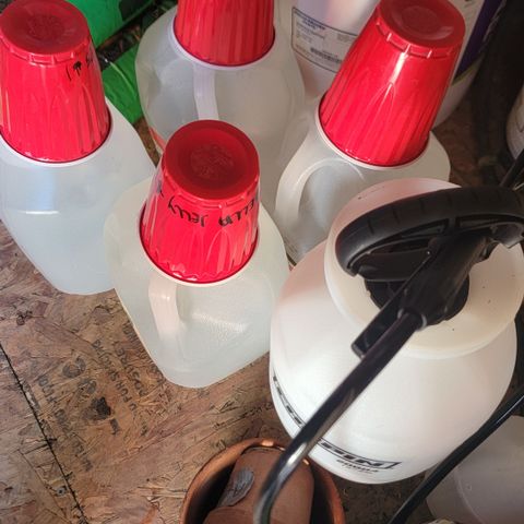 009: "OG Hella Jelly #1" growlog photo: Prepared water for each individual plant
Og 1 & 2 will be fed
P5 1 & 2 will be Watered plain ph balanced water