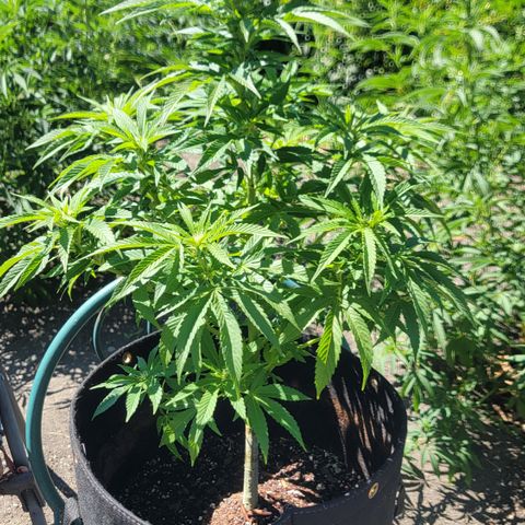 007: "Hella Jelly P5 #1" or AZUL?? growlog timeline photo