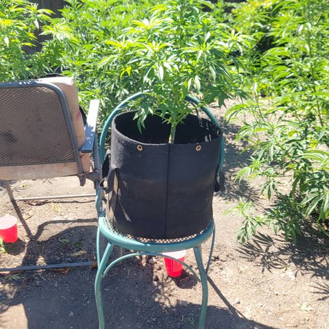 007: "Hella Jelly P5 #1" or AZUL?? growlog timeline photo