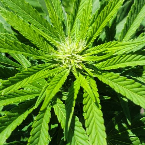 007: "Hella Jelly P5 #1" or AZUL?? growlog timeline photo