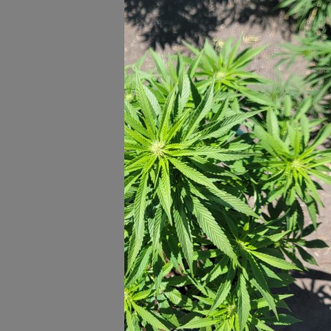 007: "Hella Jelly P5 #1" or AZUL?? growlog timeline photo