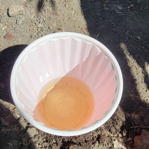 007: "Hella Jelly P5 #1" or AZUL?? growlog photo: 
Runoff (4pm)
This plant had the least Drainage this morning