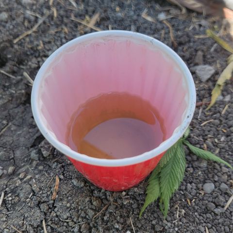 008: "Hella Jelly P5 #2"  growlog photo: Runoff (4pm)
2nd least Drainage this morning