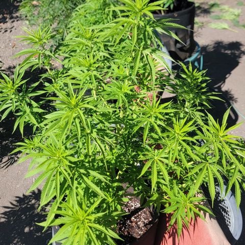 009: "OG Hella Jelly #1" growlog timeline photo